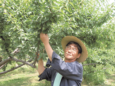송광매원에서 서명선 대표가 막 열린 토종 매실을 살펴보고 있다.