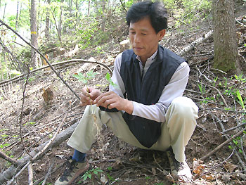 ▲ 장뢰삼 재배지로 각광받고 있는 소백산에서 동국대 한의대 바이오혁신사업단 산삼연구소 안대영소장이 채취한 장뢰삼을 들어보이고 있다.