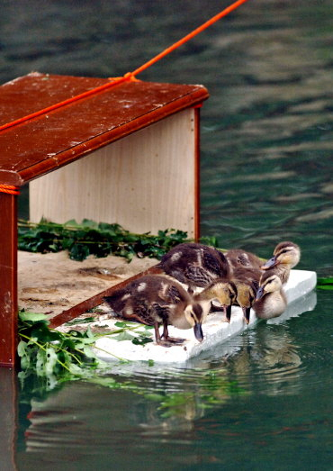 ▲ 새끼오리들이 초소 직원들이 만들어준 수상방갈로(?) 위에서 놀고 있다.