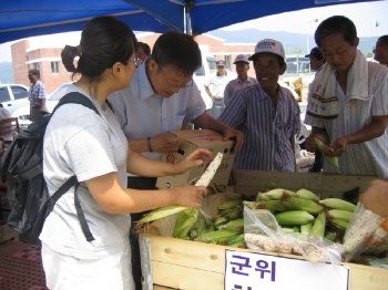 ▲ 군위 소보 찰옥수수 작목반원들이 군위농협 소보지소에서 택배로 보낼 찰옥수수를 포장하고 있다.
