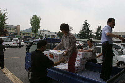 ▲ 의성군 공무원들이 우박 피해 농가들의 자두와 봉숭아 500여 상자를 구입하고, 이달 말까지 농산물 팔아주기 운동에 적극 나서기로 했다.