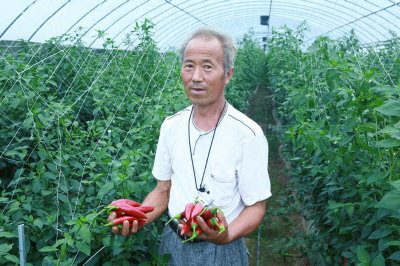 ▲ 영양 일월면 칠성리 허정호(63) 씨가 토종고추인 칠성초를 수확해 자랑하고 있다.