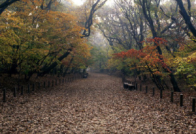 ▲ 전국에서 가장 아름다운 마을숲인 함양의 상림은 가을에 매혹적인 자태를 뽐낸다. 가을의 상림은 숲 전체가 붉고 노랗게 물들고 길에는 두툼한 낙엽이 깔린다.(함양군청 제공)