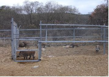 ▲ 육군 50사단이 먹이를 이용해 생포한 멧돼지들이 우리에 갇혀 있다.(사진 육군 50사단 제공)