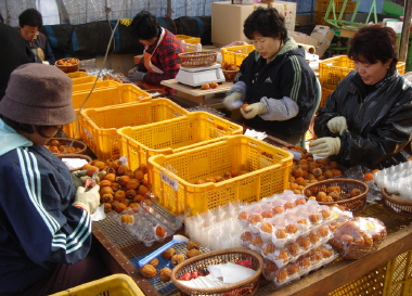 ▲ 곶감이 본격 출하되면서 곶감의 본고장 상주는 주홍빛으로 물들고 있다. 하지만 중국산이 대거 유통되면서 곶감 생산자들의 고민도 깊어진다. 상주 곶감을 손질하는 모습.