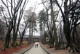 ▲해인사 일주문을 지나 대적광전 찾아가는 길. 스님들의 수행처인 해인사와 수백 년된 고목들이 뿜어내는 청정한 기운에 마음이 정화되는 느낌을 받는다.