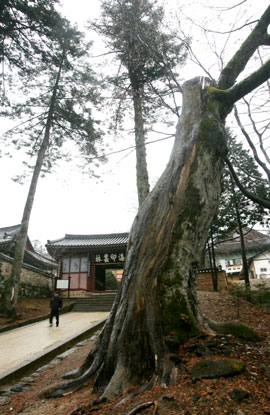 ▲1천200여 년의 세월을 간직한 고사목.