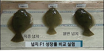 ▲ 국립수산과학원이 개발한 성장이 빠른 육종 넙치와 일반넙치.