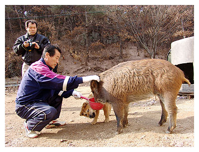 ▲ 안동시 남후면 암산스케이트장 주인 정중선씨가 야생 멧돼지 