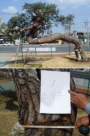 ▲ 300년된 것으로 추정되는 소나무 밑동의 40cm 정도가 톱으로 썰려 있다.(수성경찰서 제공)