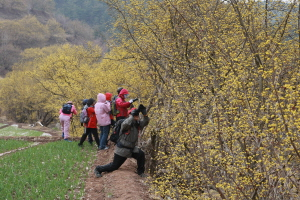 ▲ 오는 12일 제1회 산수유 축제가 열리는 의성군 사곡면 화전 2, 3리에 사진작가들의 발길이 잇따르고 있다.