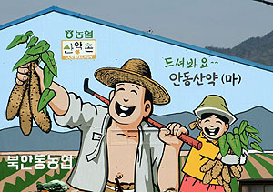 ▲ 안동산약을 홍보하기 위해 북안동농협 산약 가공공장 창고 벽면에 그려진 대형벽화.