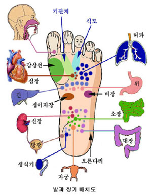 발은 인체의 축소판이다. 발바닥엔 오장육부가 모여 있다.