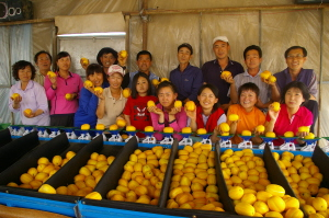▲ 참외축제 준비에 나선 북삼 친환경참외연구회 부부회원들이 폴리페놀 참외를 선보이고 있다.