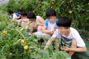 ▲ 가온학교 학생들이 지난 15일 대구 북구 연경동의 토마토 비닐하우스에서 수확을 하고 있다. 윤정현 인턴기자