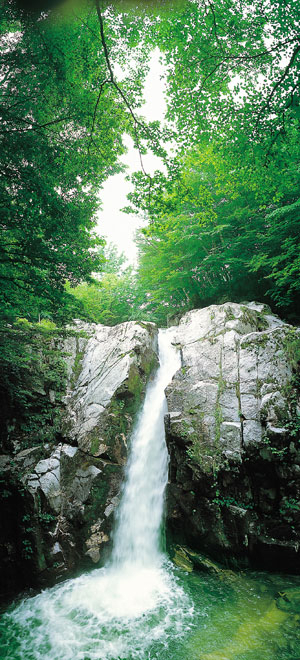 수려한 산새와 암벽, 맑은 물과 깨끗한 공기를 뽐내는 용소폭포는 김천 수도계곡의 최대 비경이다.