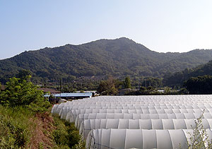 ▲ 한개마을의 주산인 영취산. 봉우리가 봉긋한 이러한 모양을 옥녀봉(玉女峰)이라 한다. 여기에서 지맥이 많이 뻗어 내리면 옥녀산발형(玉女散髮形)이 된다. 그래서 한개를 옥녀산발형 명당이라 보기도 한다.
