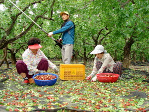 ▲ 2008년 산림산업 유공자로 산업포장을 받은 경산 임당 대추 김영식(가운데)씨가 대추를 수확하고 있다.
