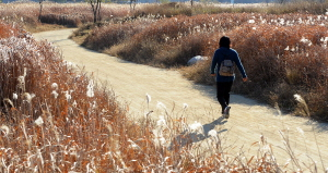 ▲ 대구 금호강변. 김태형기자 thkim21@msnet.co.kr