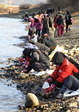 ▲ 25일 오후 대구 달성군 구지면 부근 낙동강변에서 자원봉사자들이 흡착포로 돌에 묻은 기름을 제거하고 있다. 이채근기자 mincho@msnet.co.kr