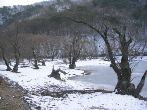 ▲ 영화·사진 촬영지로 유명한 청송 주산지의 왕버들이 말라 죽어가고 있다. 김경돈기자