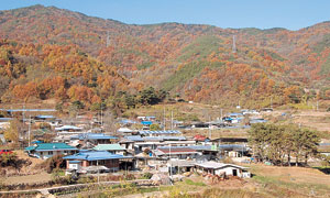 ▲ 예천 사곡마을은 