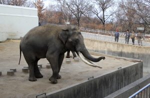 ▲ 달성공원을 도심 재창조의 동력으로 만들기 위해서는 동물원 이전이 필수다. 동물원에는 현재 포유류 29종 93마리, 조류 54종 337마리, 어류 837마리 등이 깃들여 살고 있다.