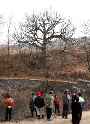 ▲ 마을 주민들이 삼삼오오 떡갈나무 주변에 모여 간밤의 울음소리를 떠올리고 있다.