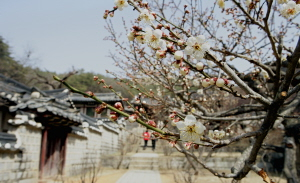 ▲ 도산서원의 70년 된 매화에 올봄 첫 꽃망울이 터졌다. 퇴계는 평생 매화를 극진히 사랑했고, 매화를 주제로 한 시도 수없이 남겼다.