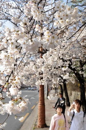 ▲ 23일 대구 두류공원 산책로에 벚꽃이 꽃망울을 터뜨려 시민들이 꽃길을 걸으며 봄의 정취를 즐기고 있다. 이채근기자 mincho@msnet.co.kr