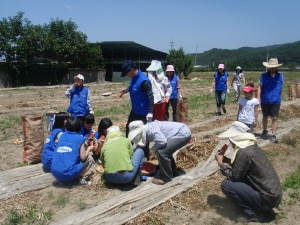 ▲ 삼성전자 구미사업장 임직원 가족들은 20일 구미 도개면 신림리 일대 양파 밭에서 수확을 돕고 있다. 구미시 제공