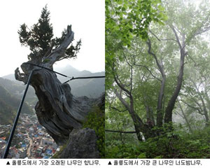 울릉도에서 가장 오래된 향나무(왼쪽)와 가장 큰 너도밤나무. 산림청 녹색사업단 제공