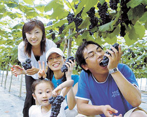 ▲직지 나이트 투어에 참가한 관광객들이 포도농장에 들러 포도를 따며 즐거워하고 있다.