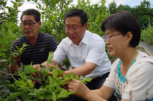 상주시농업기술센터 조현기 소장과 윤세진 담당 등 직원들이 기후변화에 대응한 대처작목인 블루베리의 시험작목 상태를 살펴보고 있다.