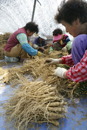 (picture description) Farmers are handling harvested ginseng in Pung-gi.