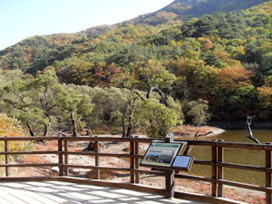 10월 셋째 주 주산지. 이제 막 왕버들 단풍이 시작되고 있다.