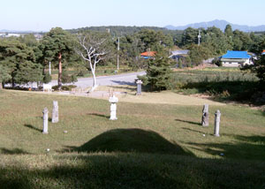 추사의 고조부 김흥경 묘. 앞쪽 희게 보이는 나무가 백송이다. 200년 전 추사가 직접 심었다고 전한다.