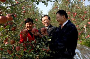 picture -the president of the Bintang Group Ong(middle) visited an orchard in Ongjeomri Pachonmyeon Chongsong Province in order to import Chongsong apples.