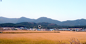 조계룡 묘 원경. 한 마리의 꿩이 날개를 펼치고 알을 품고 있는 형상이다. 산의 흐름이 물결이 이는 것처럼 부드럽다. 원내가 묘역이다.