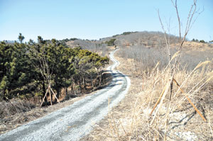 ▲호미곶에는 꽤나 널찍한 임도가 가로 세로로 얽혀있다. 이정표를 잘 보지 않으면 엉뚱한 곳으로 내려선다.