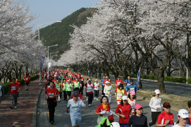 지난해 경주벚꽃마라톤대회에 참가한 선수들이 활짝 핀 벚꽃을 배경으로 달리고 있는 모습. 경주시 제공