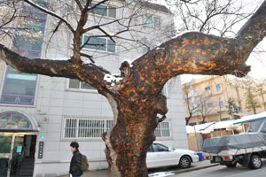 고사위기에 놓인 대구 삼덕초교 양버즘나무.