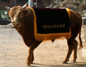 감 클러스터사업단은 싸움소에게 감 사료를 먹여 소싸움축제에 출전시키고 감 사료의 효과를 봤다고 했다. 사진은 사업단 이름으로 출전한 싸움소 