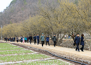 전국에서 축제장을 방문한 관광객들이 산수유 꽃길을 걷고 있다.