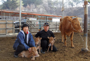영주에서 한우농장을 경영하는 신광순·김희숙씨 부부가 세 쌍둥이 송아지를 끌어안고 환하게 웃고 있다.