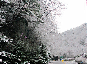 28일 소백산에 때아닌 봄눈이 내려 이색적인 풍경이 펼쳐졌다. 소백산공원관리사무소 제공
