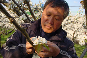 경북지역 최대의 배 생산단지인 상주시 사벌면 박오식 산마을과수연구회장이 동해 피해로 암술이 죽어버린 배꽃을 살펴보며 시름에 잠겨 있다. 이홍섭기자