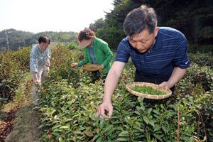팔공산 차밭에서 기자가 찻잎을 따고 있다. 팔공산은 기후로 봐서 차 재배가 어려울 것 같지만 벌써 7년째 1만㎡ 가까운 차밭을 가꾸는 사람들이 있다.