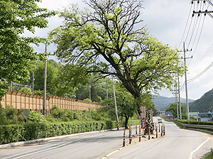 안동댐 입구 지켜주던 임청각 상징 회회나무