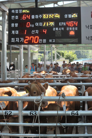 청도 금천면 동곡가축시장이 최근 송아지 360두를 동시에 경매할 수 있는 전자경매 시스템을 갖추고 개장식을 가졌다. 청도군 제공